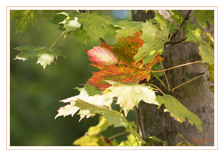 Herbstlich
Es geht los mit der Farbenpracht der Natur.
Schlüsselwörter: Herbst, Blatt