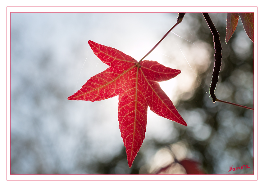 Herbstlich
Es geht los mit der Farbenpracht der Natur. 
Schlüsselwörter: Herbst, Blatt