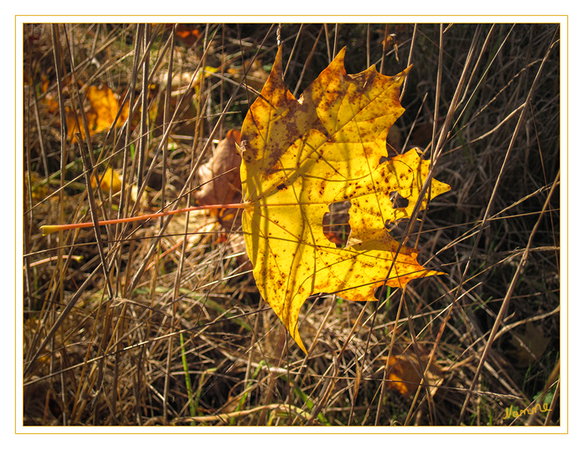 Alone
Schlüsselwörter: Blatt, Herbst, bunt