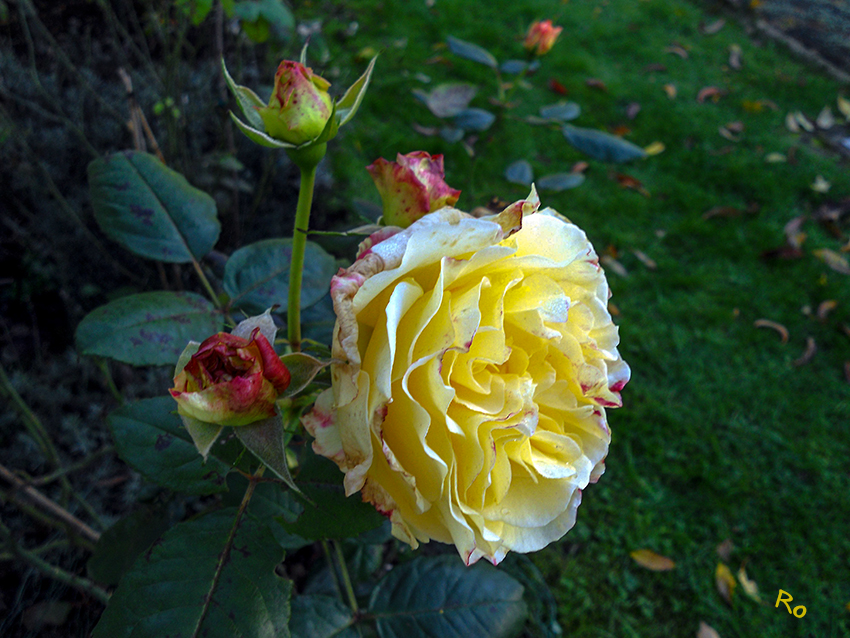Alles gegeben „Die letzte Kraft im Oktober 2013“
Duftrose „ Alte Sorte“. (Blüten zum  Verzehr und auch für den Tee geeignet).
Schlüsselwörter: Rose