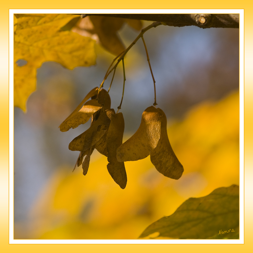 Der Herbst läßt grüßen
