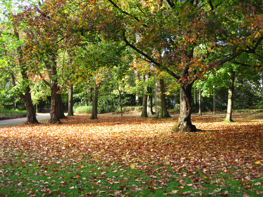 Farben des Herbstes
Schlüsselwörter: Herbst