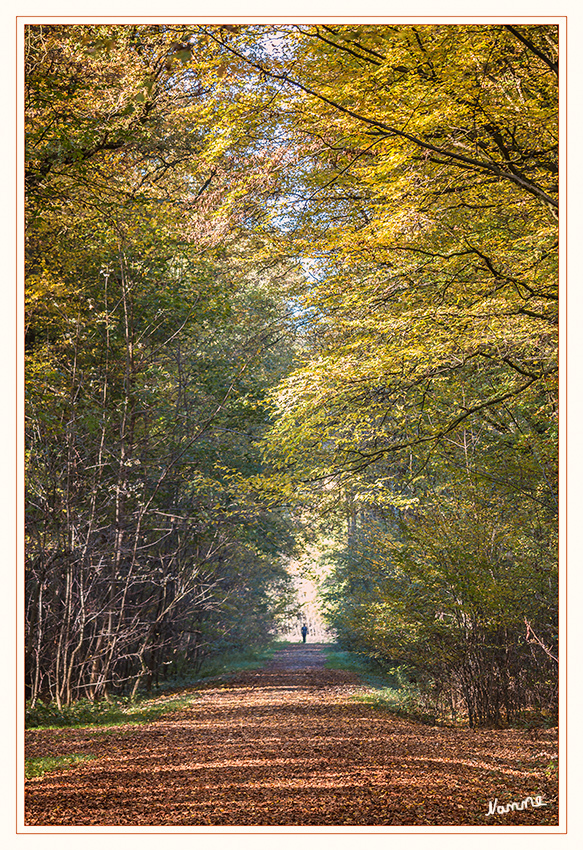 Der Weg
durch den farbenprächtigen Herbstwald
Schlüsselwörter: Weg Wald Herbst