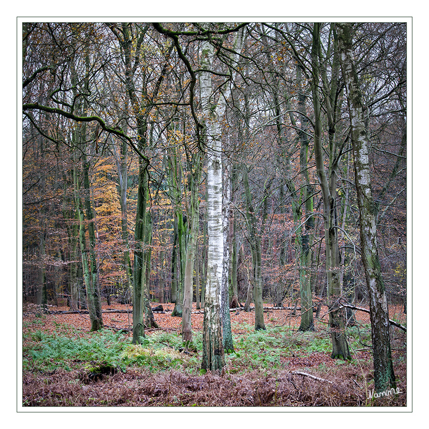 Mitten im Wald
Schlüsselwörter: Wald