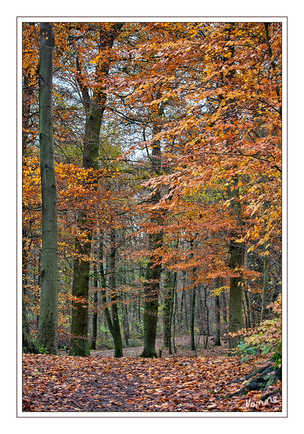 Nach dem Regen
ist vor dem Regen.

Schlüsselwörter: Herbst Bäume
