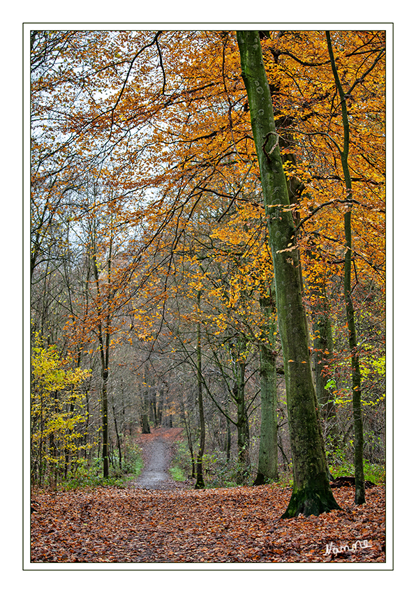 Nach dem Regen
ist vor dem Regen
Schlüsselwörter: Herbst Bäume