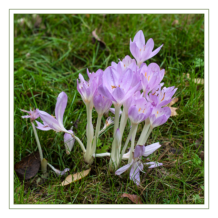 Herbstzeitlose
Die Herbst-Zeitlose oder Herbstzeitlose (Colchicum autumnale) ist eine Pflanzenart, die zur Familie der Zeitlosengewächse (Colchicaceae) gehört
laut Wikipedia
