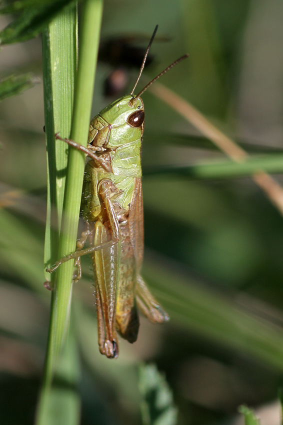 Grashüpfer
(Chorthippus parallelus)
Die Grashüpfer sind eine artenreiche Unterfamilie der Feldheuschrecken
Schlüsselwörter: Grashüpfer    Feldheuschrecke    grün