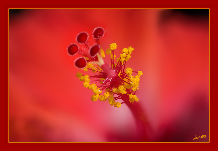 Rot
Schlüsselwörter: Hibiskus