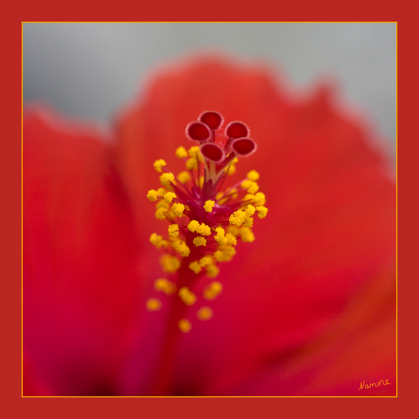 Rot
Schlüsselwörter: Hibiskus