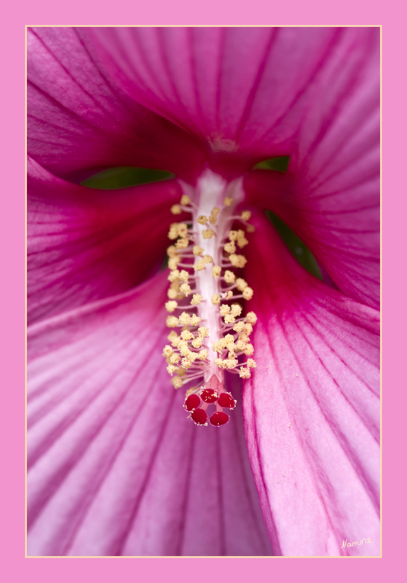 Hereingeschaut
Hibiskusblüte
Schlüsselwörter: Hibiskus