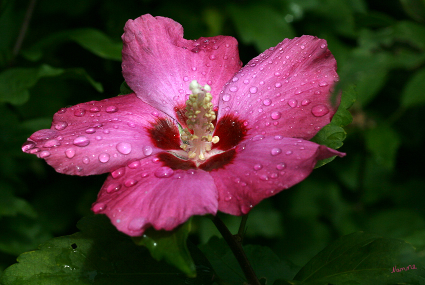 Hibiskusblüte nach dem Regen
Chinesischer Roseneibisch (Hibiscus rosa-sinensis) wird auch „Chinesische Rose“ genannt. Er wächst in Ostindien und China. Die Zierpflanze wird 4,5 m hoch und besitzt eirunde, lang gespitzte, gesägte Blätter und große, prächtige, stark variierende Blüten.
Schlüsselwörter: Hibiskus      Roseneibisch