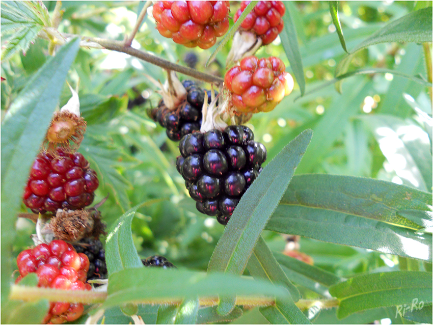 "Frühmorgens"
Brombeeren (Dornenllos) vor der Ernte
