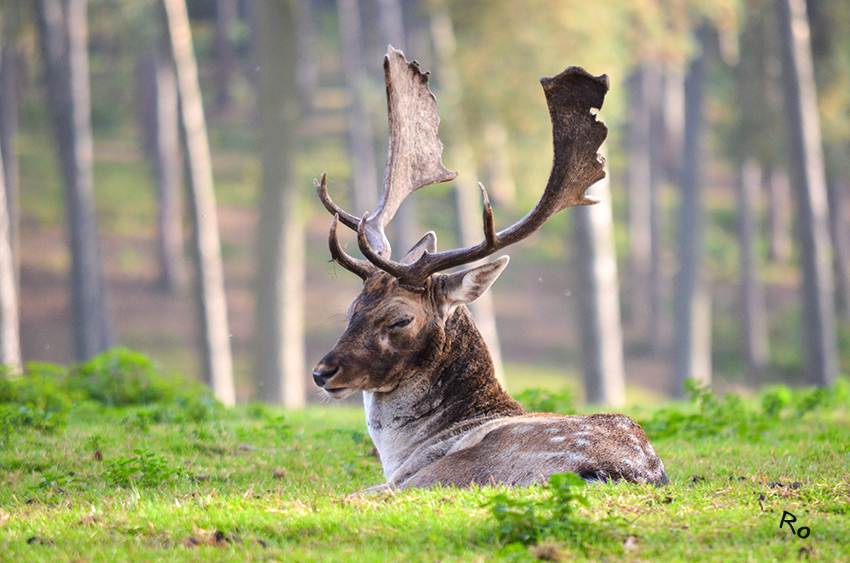 Damwild
Das Damwild, die einzige Echthirschart mit einem Schaufelgeweih, ist mittlerweile fast auf der ganzen Welt zu Hause, hat seinen Ursprung aber im orientalischen Raum.
Naturwildpark Granat
Schlüsselwörter: Naturwildpark Granat