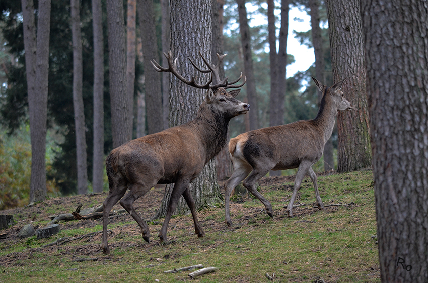 Rotwild
Das Rotwild ist auch bekannt als Rothirsch oder Edelhirsch und gilt durch das Fehlen von Elch und Wisent in freier Wildbahn als die größte heimische Wildart.
Naturwildpark Granat
Schlüsselwörter: Naturwildpark Granat