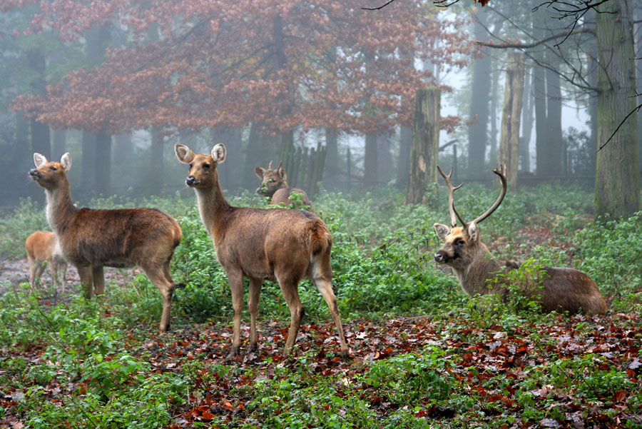 Novembernebel
Zoo Krefeld
Schlüsselwörter: Zoo Krefeld, Hirsche