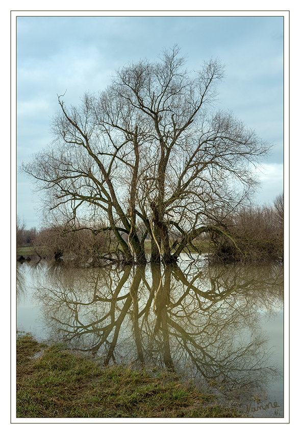 Hochwasser
Es ist nicht das erste Hochwasser das dieser Baum erlebt
Schlüsselwörter: Rhein, Hochwasser
