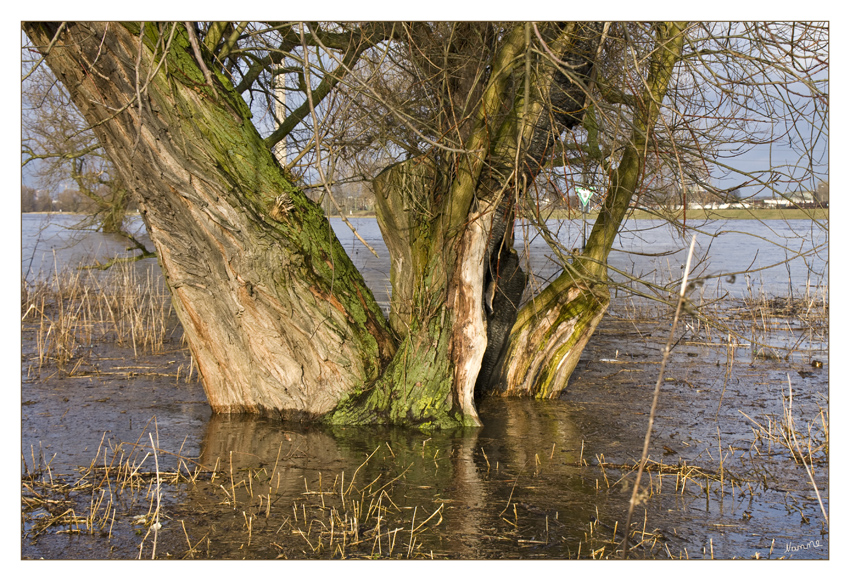 Land unter
Hochwasser am Rhein
