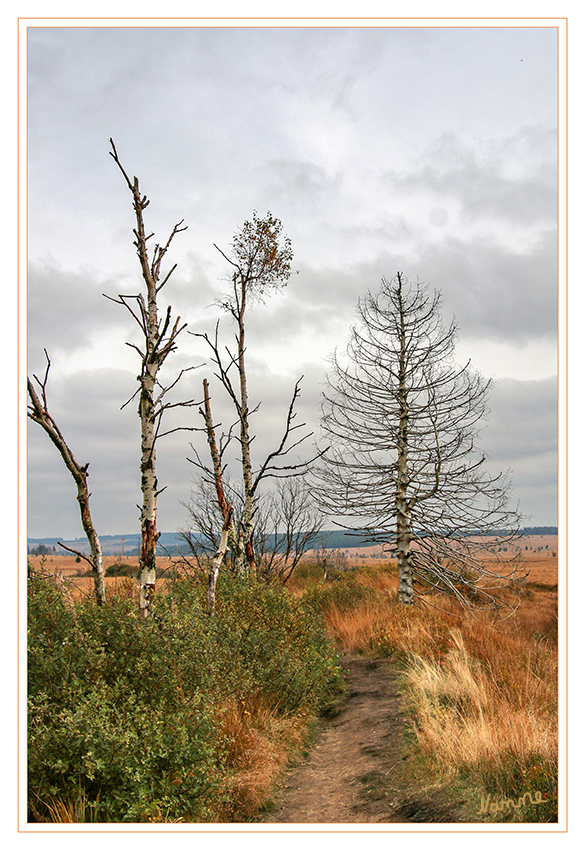 Hohes Venn
Leichtes HDR
Das Hohe Venn gehört zum Naturpark Hohes Venn-Eifel und liegt einerseits in der wallonischen Region in Ostbelgien teilweise auf dem Gebiet französischsprachiger Gemeinden und der Deutschsprachigen Gemeinschaft, andererseits in Nordrhein-Westfalen im Gebiet der Orte Roetgen, Monschau, Simmerath, Hürtgenwald, Langerwehe und Stolberg.
laut Wikipedia
Schlüsselwörter: Hohes Venn, Moor,