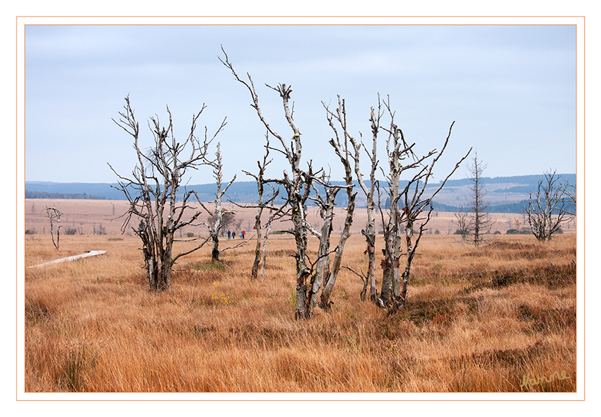 Hohes Venn
Das Hohe Venn im Deutsch-Belgischen Naturpark Hohes Venn – Eifel ist eines der letzten Hochmoore Europas.
Es ist das älteste und mit 4.500 ha auch das größte Naturschutzgebiet Belgiens. Seltene Pflanzenarten konnten erhalten bleiben und geschützte Tierarten wie das Birkhuhn und die Wildkatze finden hier Zuflucht.
laut eifel.info
Schlüsselwörter: Hohes Venn, Moor,
