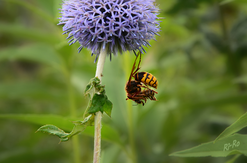 Mein Mittagstisch
Hornisse beim verspeisen einer Biene.
Die Hornisse (Vespa crabro) ist eine Art aus der Familie der sozialen Faltenwespen.(lt.Wikipedia)
Schlüsselwörter: Hornisse