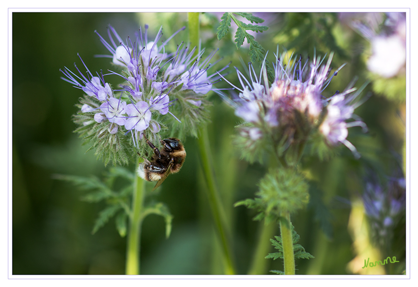 Hummelbesuch
Phacelia wird in Mitteleuropa häufig als Bienenweide angesät. Sie gilt als sehr ertragreiche Bienentrachtpflanze, deren Trachtwert etwa dem von Raps oder Buchweizen entspricht. Jede Blüte produziert in 24 Stunden Nektar mit einem Gesamtzuckergehalt zwischen 0,7 und einem Milligramm. Erträge von 500 kg Honig je Hektar und Blühsaison sind so durchaus möglich.
laut Wikipedia
Schlüsselwörter: Hummel Phacelia