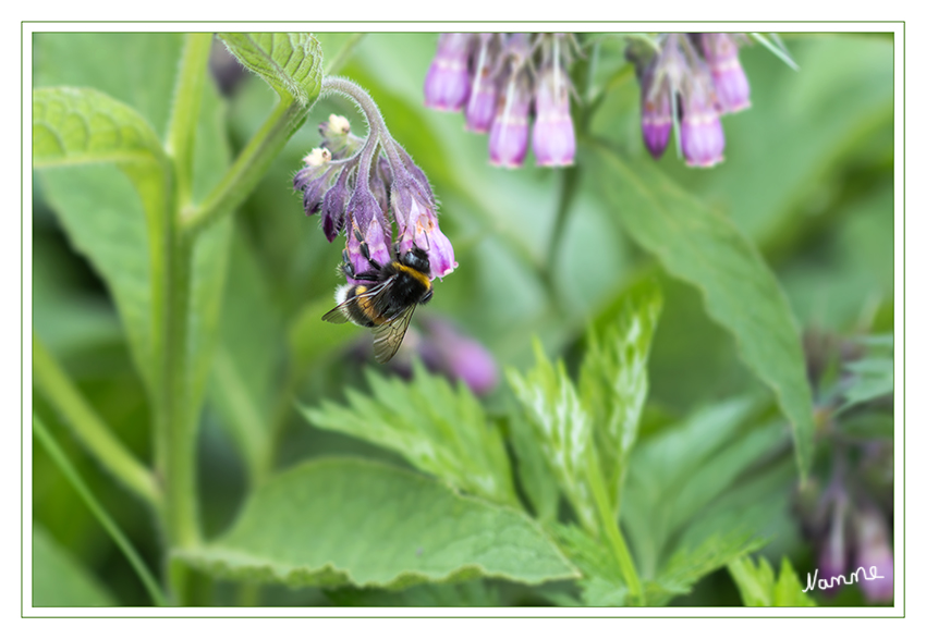 Einfach mal abhängen
Probeaufnahme mit dem Makro und der neuen Kamera
Schlüsselwörter: Hummel