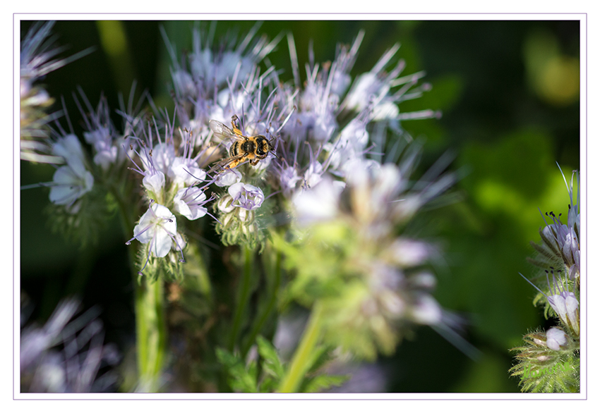 Besucher
Phacelia wird in Mitteleuropa häufig als Bienenweide angesät. Sie gilt als sehr ertragreiche Bienentrachtpflanze, deren Trachtwert etwa dem von Raps oder Buchweizen entspricht. Jede Blüte produziert in 24 Stunden Nektar mit einem Gesamtzuckergehalt zwischen 0,7 und einem Milligramm. Erträge von 500 kg Honig je Hektar und Blühsaison sind so durchaus möglich.
laut Wikipedia
Schlüsselwörter: Phacelia blau Biene