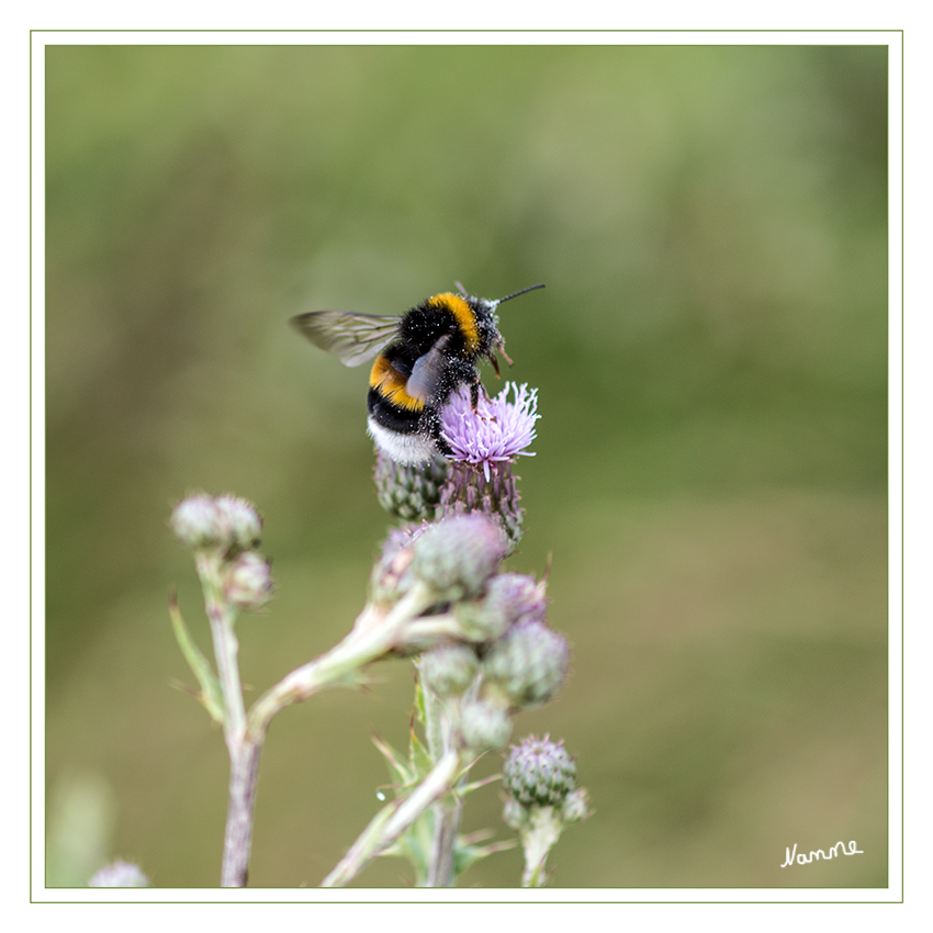 Stippvisite
Die Dunkle Erdhummel (Bombus terrestris) ist eine der in Europa am häufigsten vorkommenden und auch größten Arten der Hummeln. Sie ist ein schwarzes Tier mit zwei gelben Querbinden und einer weißen Hinterleibspitze.
laut Wikipedia
Schlüsselwörter: Erdhummel Hummel