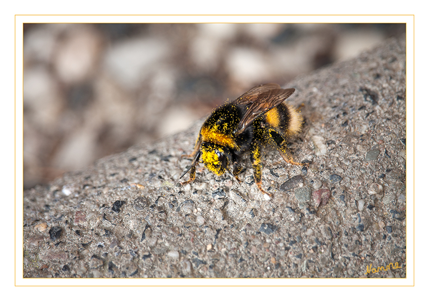 Es geht schon wieder los....
diese Erdhummelkönigin ist voller Blütenstaub der Krokusse.
Schlüsselwörter: Hummel