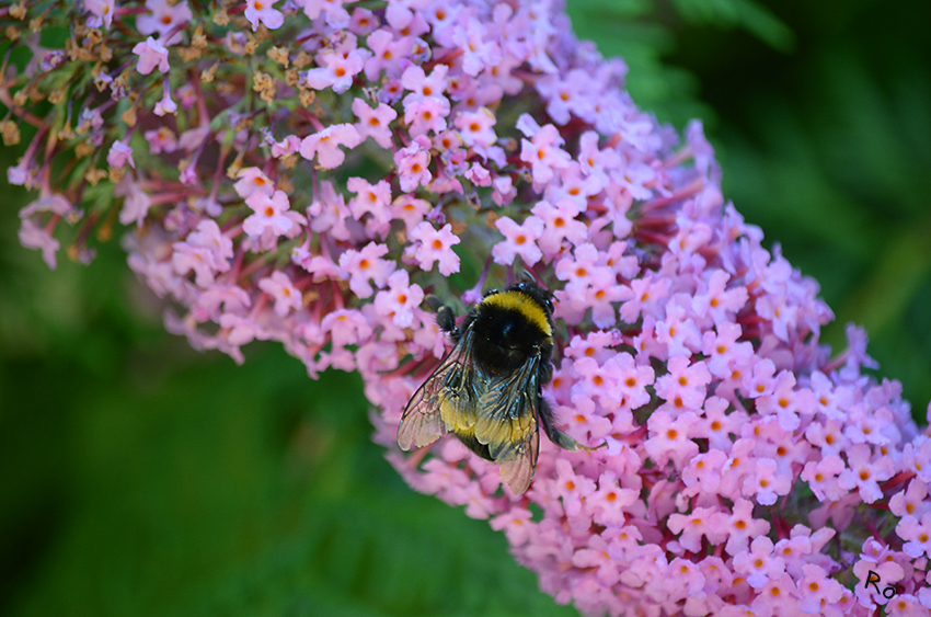 Hummelbesuch
Schlüsselwörter: Hummel