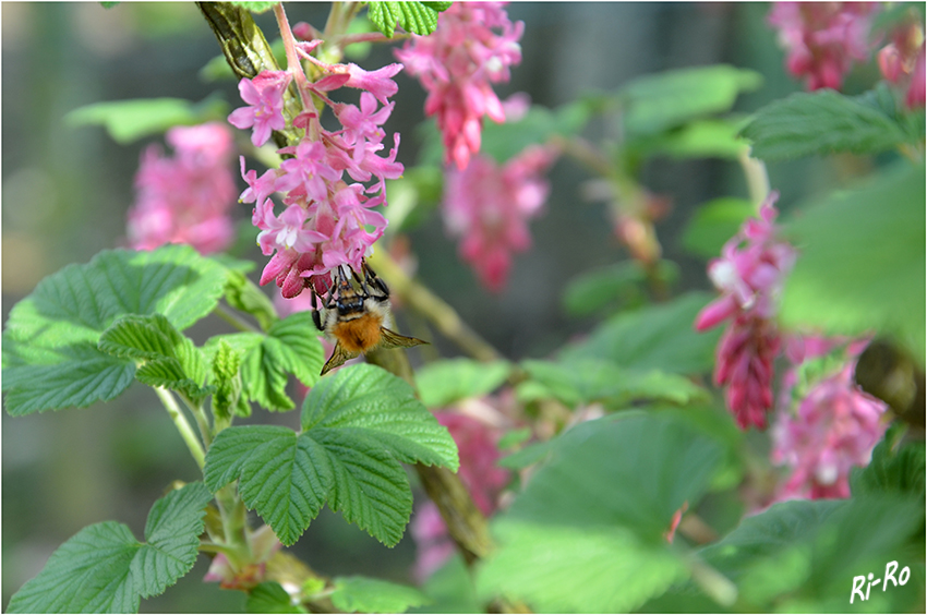 Hummelbesuch
Der im Frühjahr wunderschön und in rot/rosa Trauben blühende Strauch der Blutjohannisbeere, mancherorts auch Zierjohannisbeere genannt, mit Hummelbesuch.

