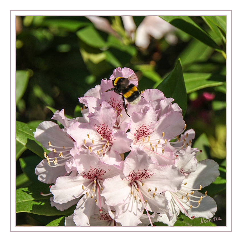 Hummel im Anflug
Schlüsselwörter: Hummel