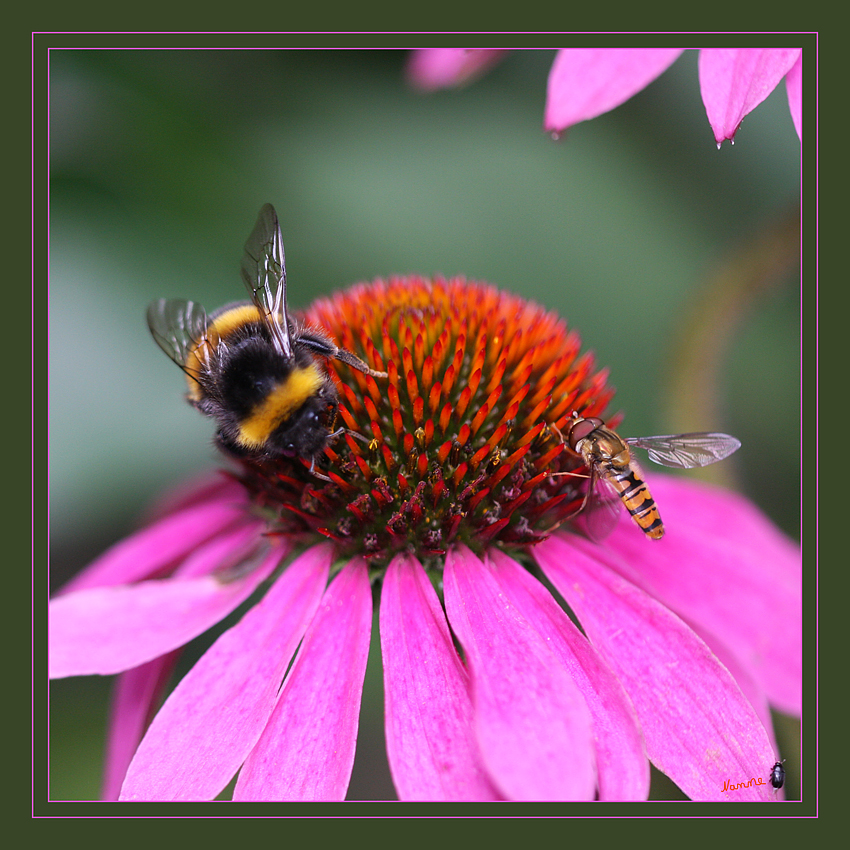 Schwebfliege und Hummel
Das auffälligste und namensgebende Merkmal ist ihre Fähigkeit, mit hoher Konstanz, auch bei bewegter Luft, fliegend auf einer Stelle zu verharren.
Schlüsselwörter: Schwebfliege                       Hummel