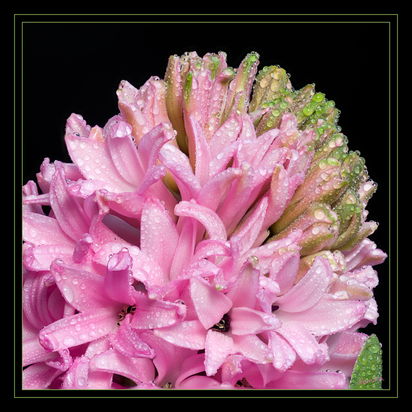 Hyazinthen (Hyacinthus)
Die Blüten drängen sich auf kurzen traubigen Blütenständen. Die vergleichsweise kurz gestielten Blüten sind zwittrig, dreizählig und duften durchdringend süß
Schlüsselwörter: Hyazinthen