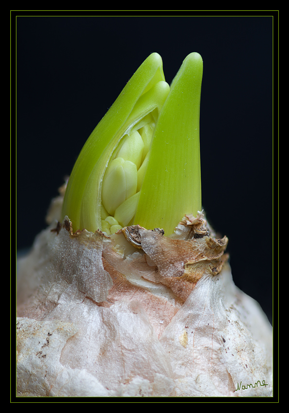 Hyazinthen
Die Hyazinthen (Hyacinthus) bilden eine Pflanzengattung aus der Familie der Spargelgewächse (Asparagaceae).

laut Wikipedia
Schlüsselwörter: Hyazinthe