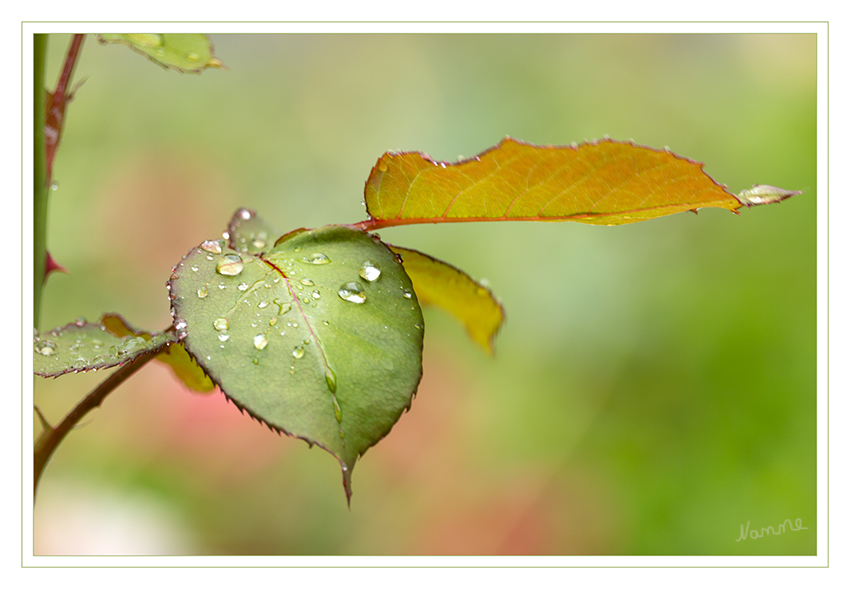 Nass
Schlüsselwörter: Regentropfen; Blatt