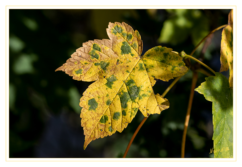 Farbenfroh
Schlüsselwörter: Blatt; Herbst