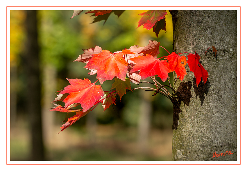 Herbstfarben
Von der Sonne ins rechte Licht gesetzt
Schlüsselwörter: Herbst; Blatt; 