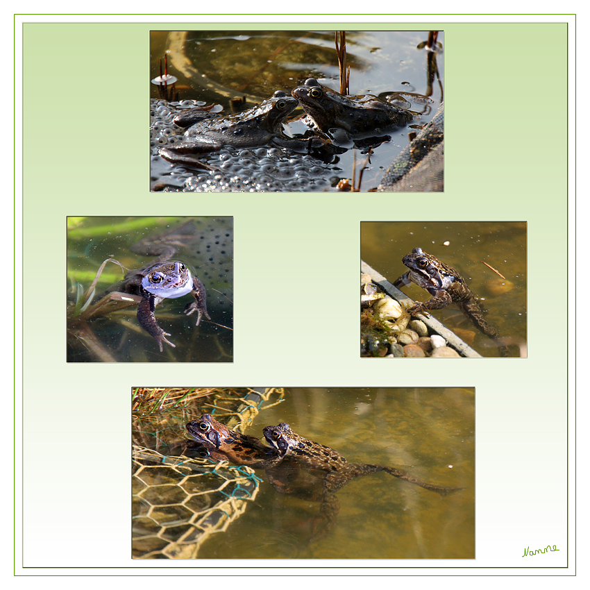 Frühlingsgefühle
Im Gartenteich einer lieben Fotofreundin
Schlüsselwörter: Kröten