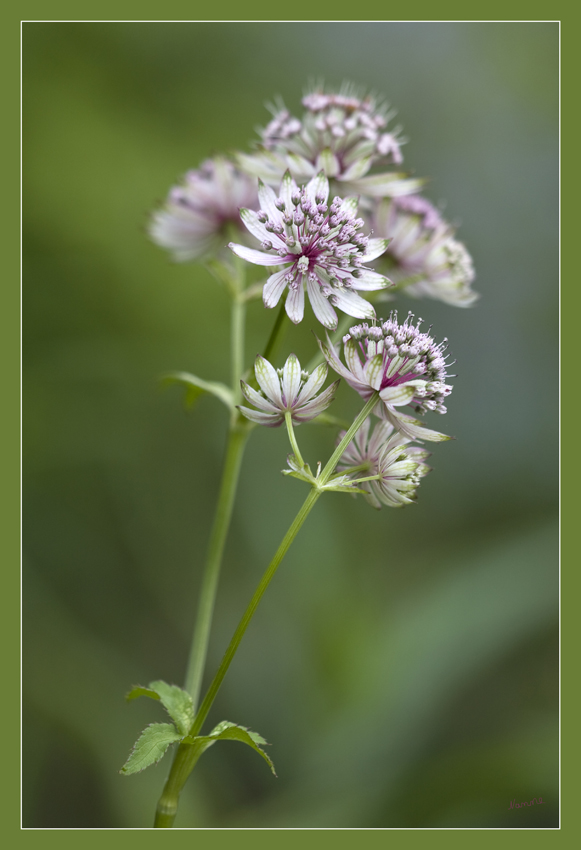 Kleine Schönheit
am Teichrand

Im Garten meiner Fotofreundin
Schlüsselwörter: Blume