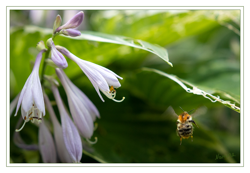 28 - Ich bin dann mal weg
Schlüsselwörter: Ackerhummel, Hummel