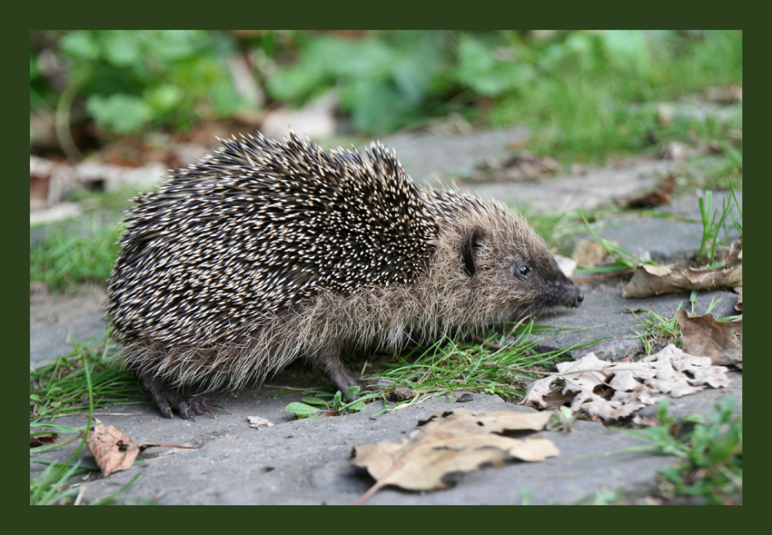 Und tschüss
Auf ins Winterquartier
Schlüsselwörter: Igel