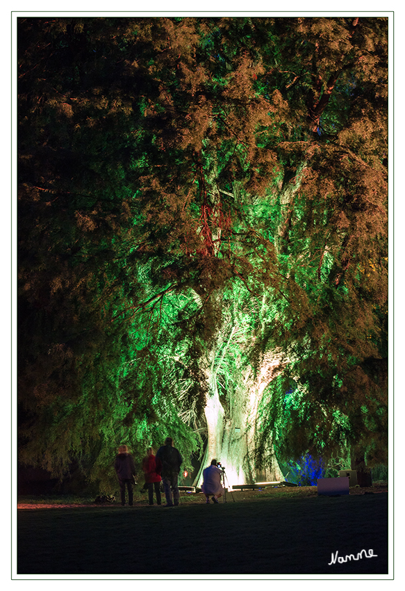 Illumina - Schloß Dyck
Verzauberte Bäume erwarten die Besucher auf ihrem Rundgang durch den Park.

Schlüsselwörter: Illumina Schloß Dyck Baumzauber 2014
