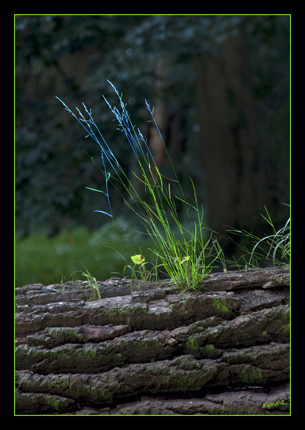 Gras
wunderschön illuminiert


Schlüsselwörter: Illumina                           Schloß Dyck