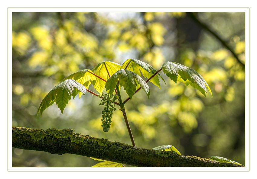 Die Natur legt los
Schlüsselwörter: Frühling