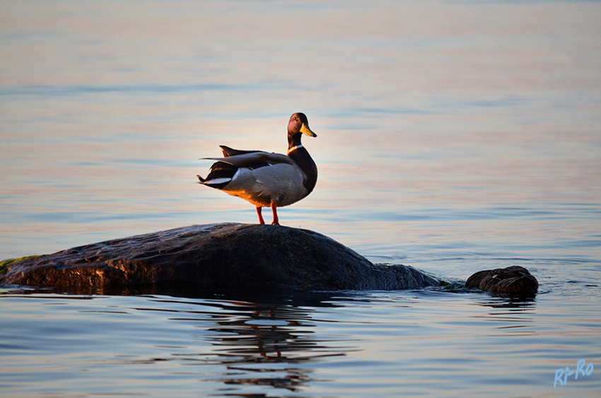 Im Abendlicht der Ostee
Schlüsselwörter: Ente, Ostsee