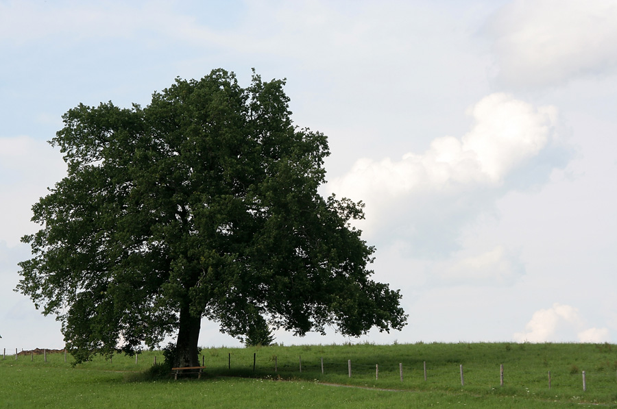 Der Baum
Naturschutzgebiet Uffing
Schlüsselwörter: Uffing, Natur, Naturschutzgebiet