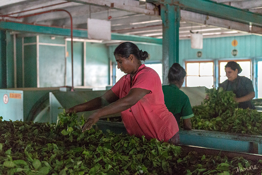 In den Bergen
Glenloch-Teefabrik, wo aus den Teeblättern der Tee hergestellt wird, den wir lose oder auch im Teebeutel bei uns kaufen.
Nach einem ersten Trockenprozeß werden die noch frischen Teeblätter gemahlen und in die verschiedenen Qualitäten ausgesiebt. Dann folgt die Fermentation, die nach einigen Stunden in einem Trocken-Ofen beendet wird. Dieser getrocknete Tee wird dann nochmals gesiebt, bevor er in große Säcke zum Verssand gefüllt wird.
Schlüsselwörter: Sri Lanka, Berge, Teefabrik, Teeplantage