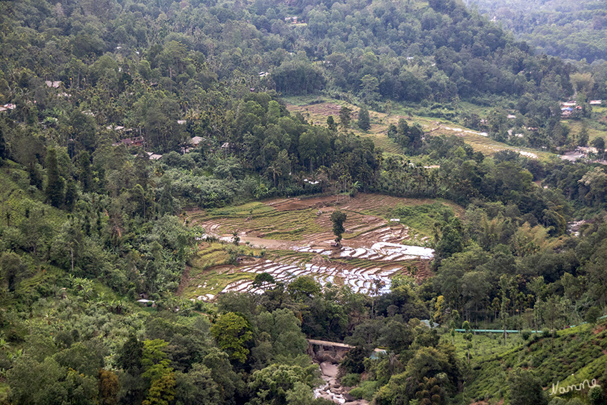 In den Bergen
Die Region des bekannten Ceylon Tees. Ein abwechslungsreiches Kontrastprogramm mit Teeplantagen, Wasserfällen, Flüssen, dichtem Dschungel, Graslandschaften und einer bunten Tierwelt.
Schlüsselwörter: Sri Lanka,   Berge,    